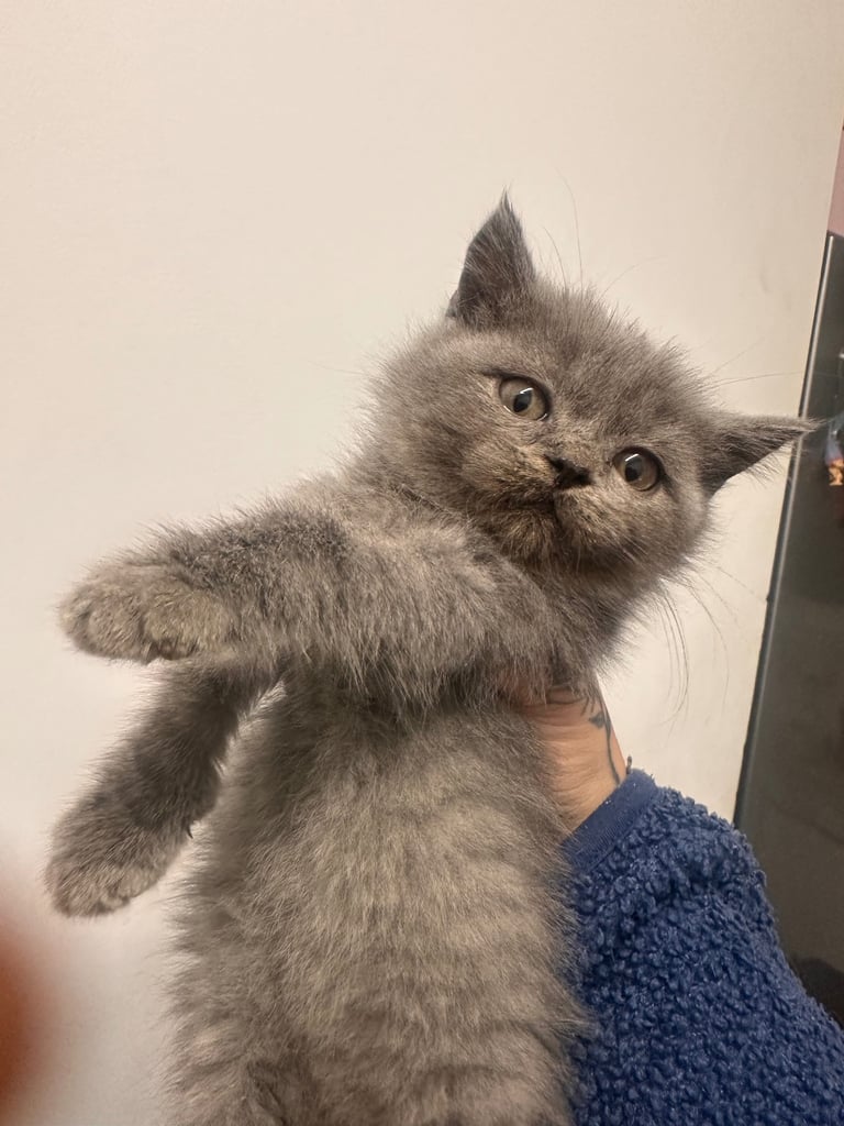 British short hair kittens 