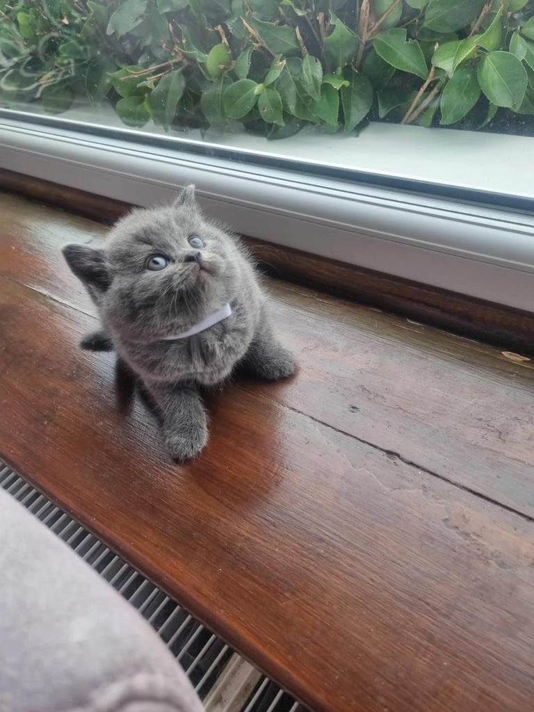 Beautiful British Shorthair kittens 