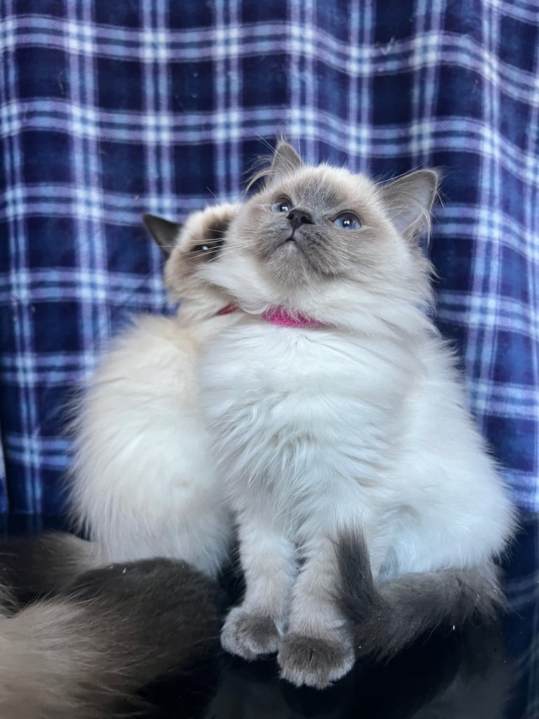 image for 1 Adorable Ragdoll Boy left & Looking for Their Loving Home 