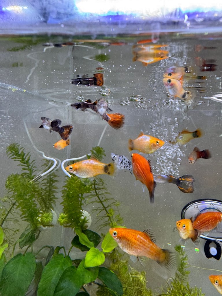 Small platys and Guppys for sale £1 each-Fish only