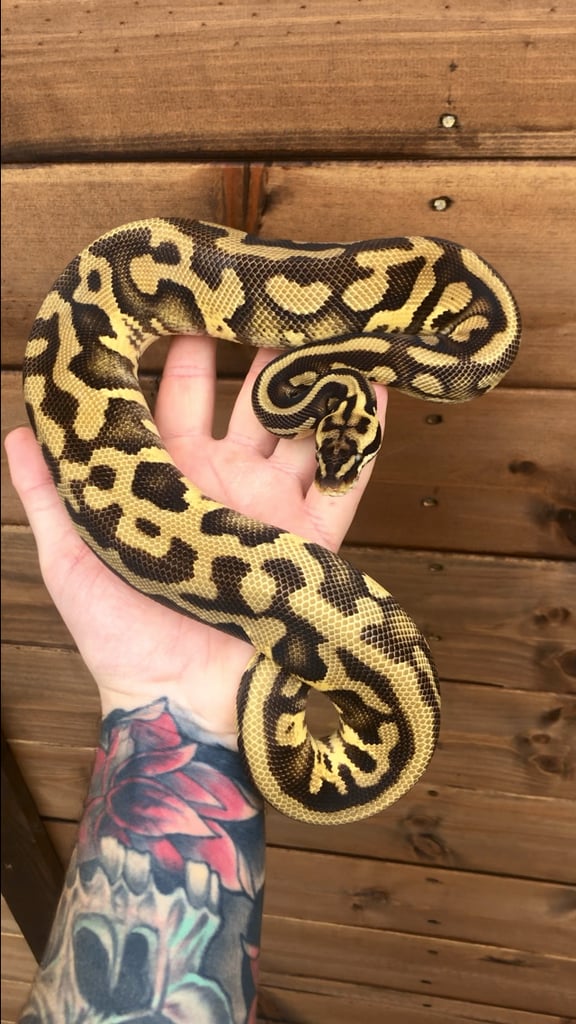 Ball python/ royal pythons 