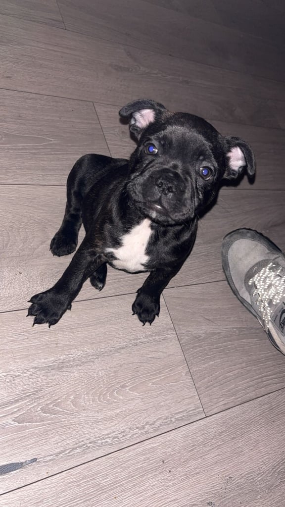 French bull dog X Staffordshire bull terrier