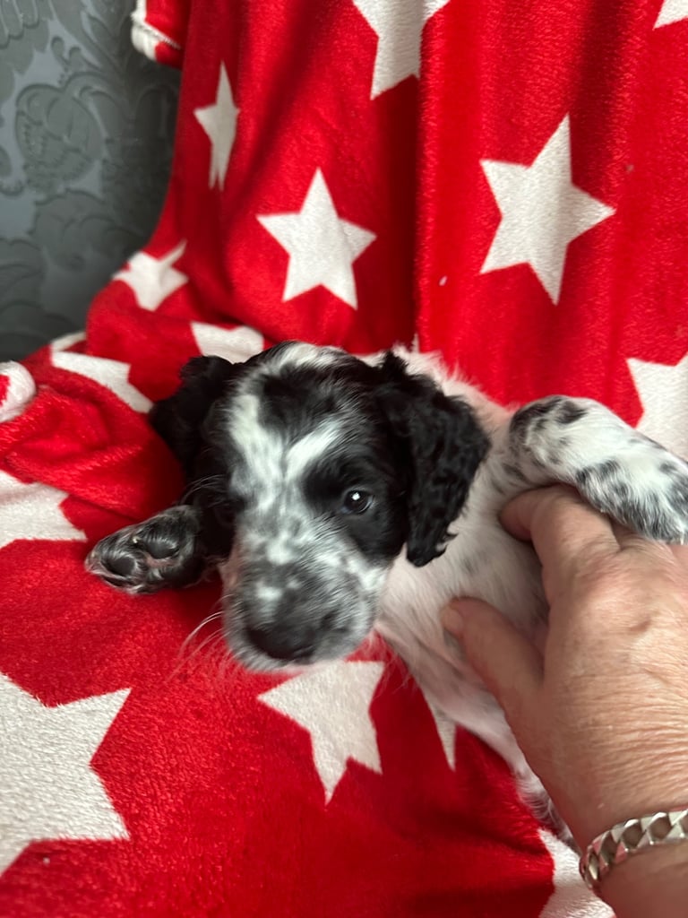Gorgeous Cockapoo puppies, St Albans.