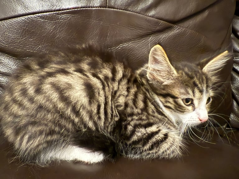 Only 2 left! Cuddly little kittens looking for rehoming 