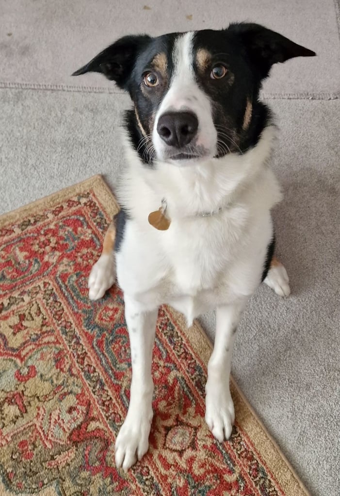 image for Border Collie for rehoming 
