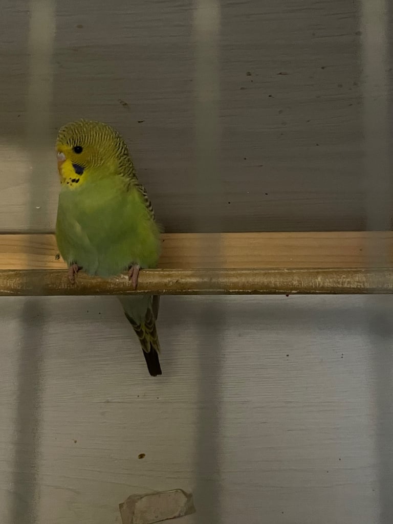 Young budgies 2025 