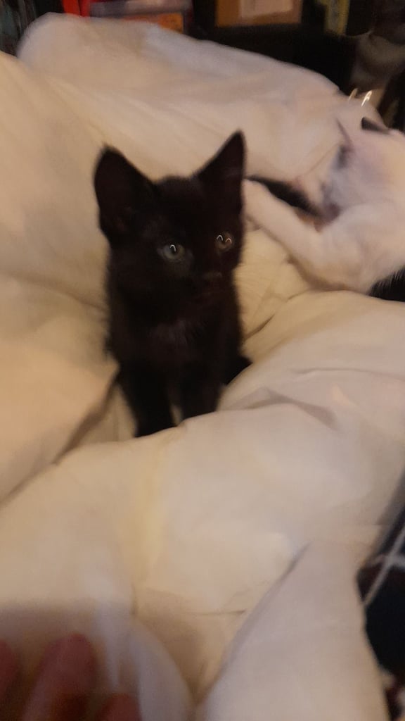 Adorable kittens ,9weeks