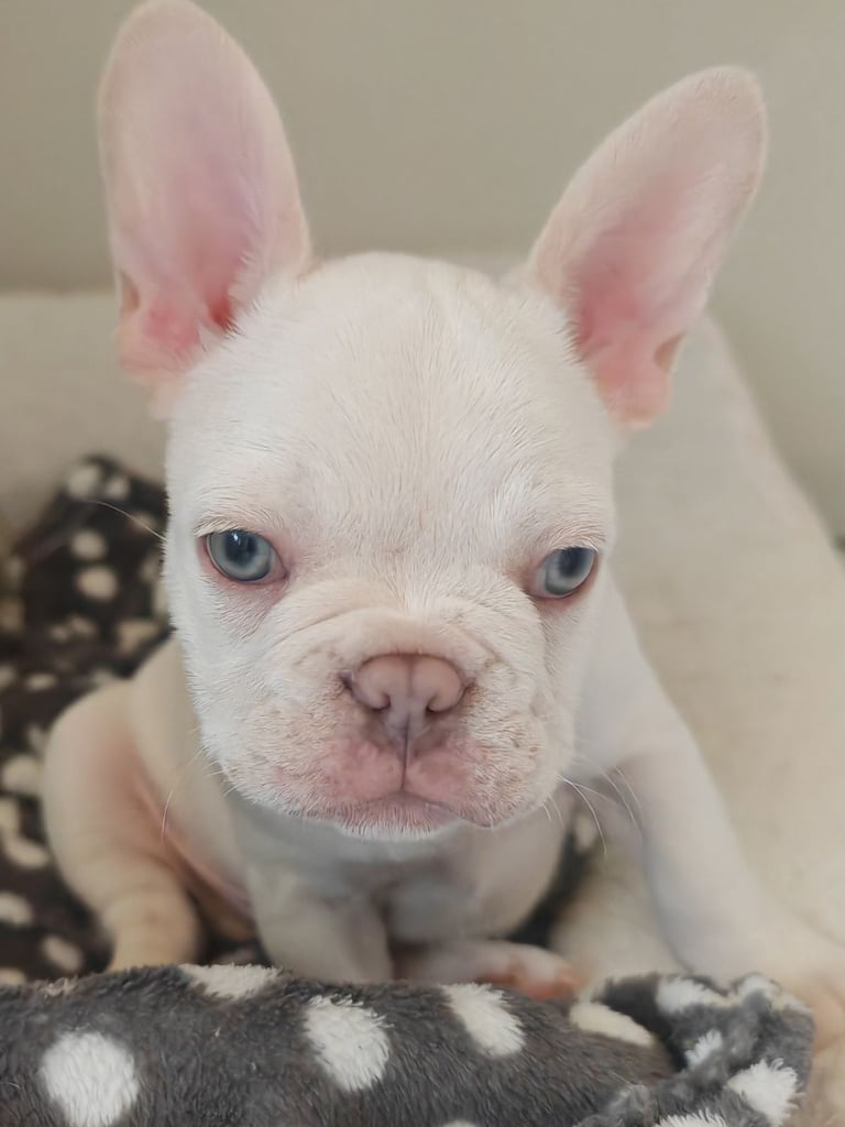 LAST ONE!! PRICE DROP !!PLATINUM MALE Chocolate merle and lilac fluffy carriers french bulldog