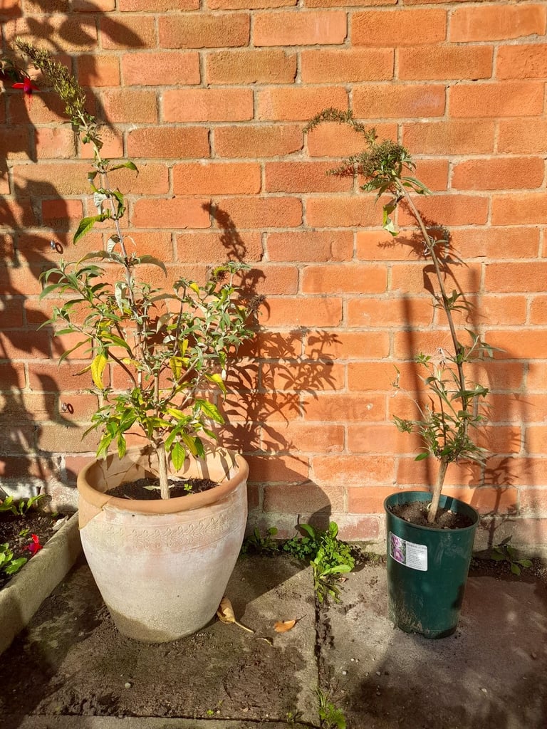 image for Garden plants 