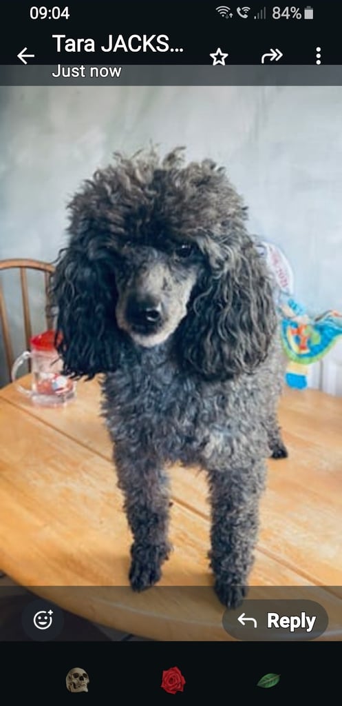 Poodle puppies 
