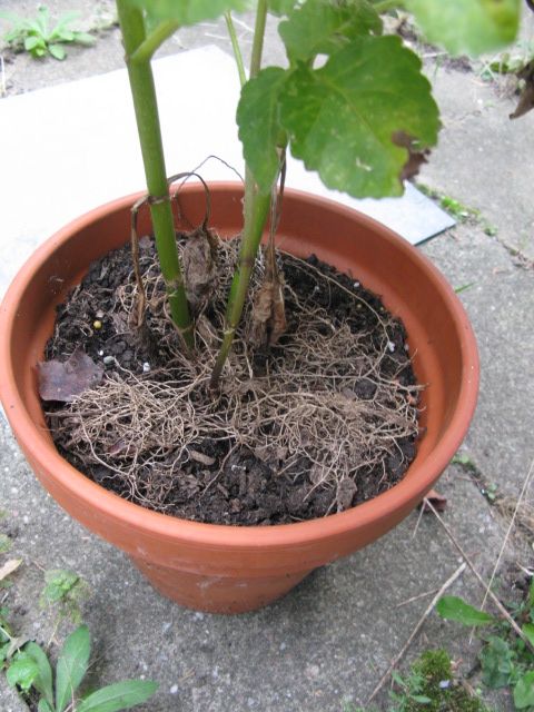 Dahlia plant