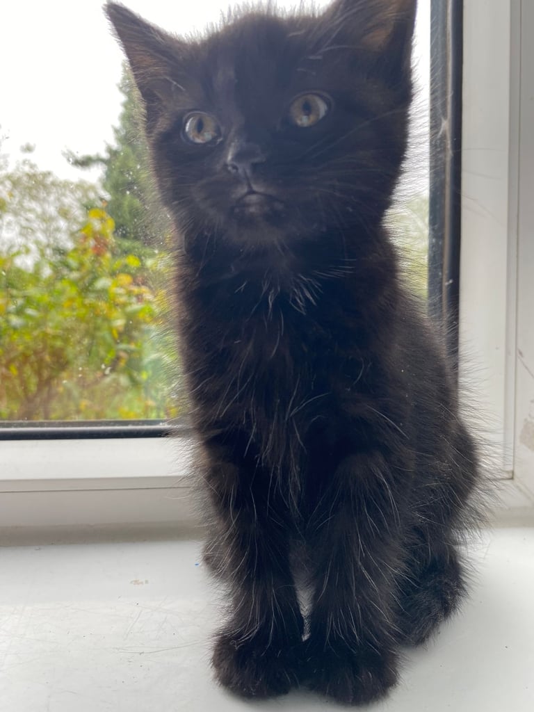fluffy kittens