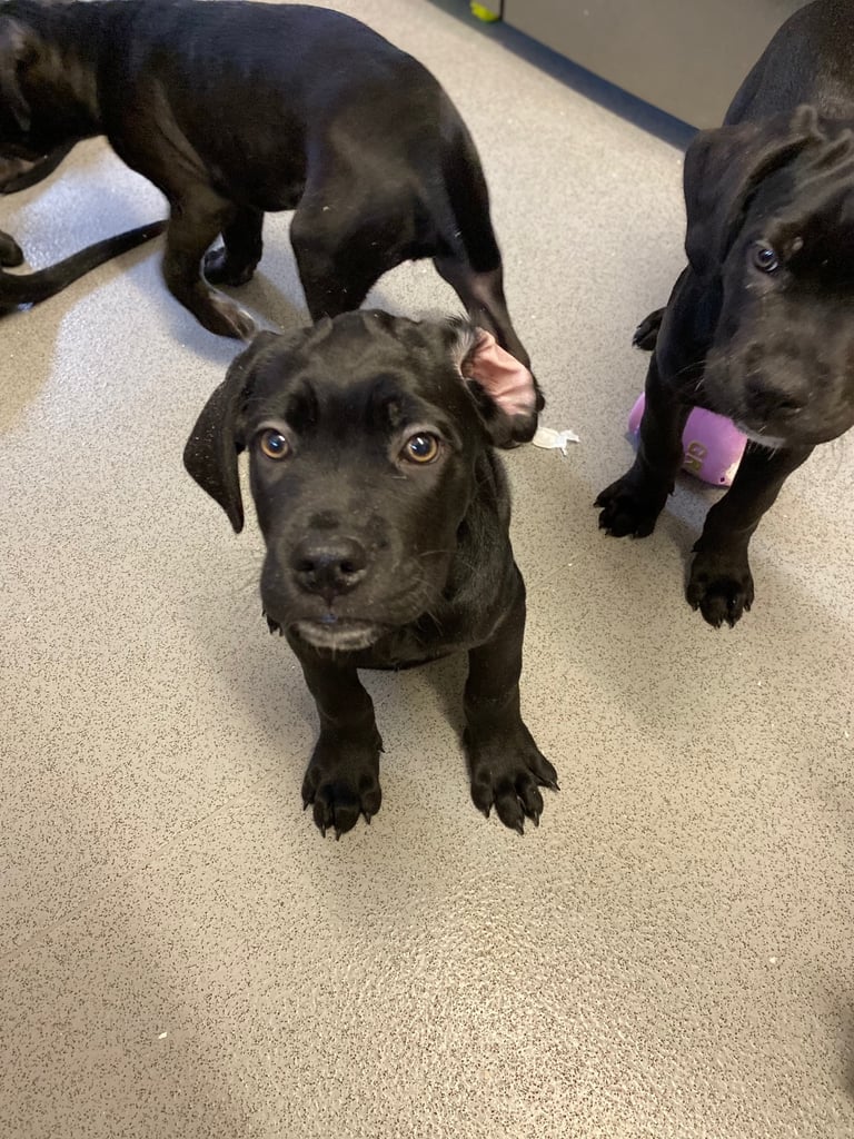 Beautiful 12-Week-Old Cane Corso Puppies Ready for Their New Homes