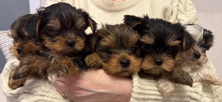 Minature Yorkie pups 