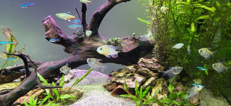 200L Fish Tank