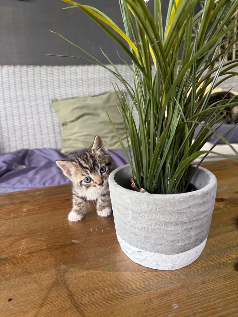 European short hair cats 