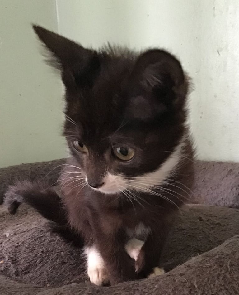 Kittens Ready Now