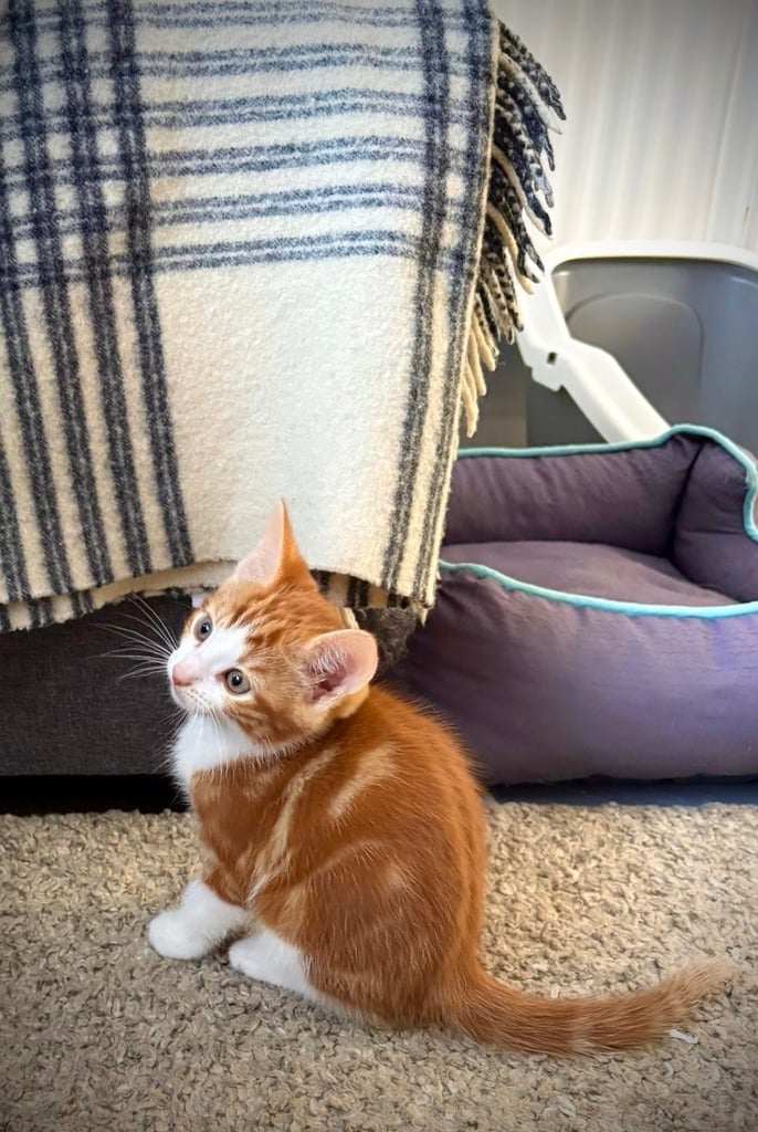Ginger kittens 