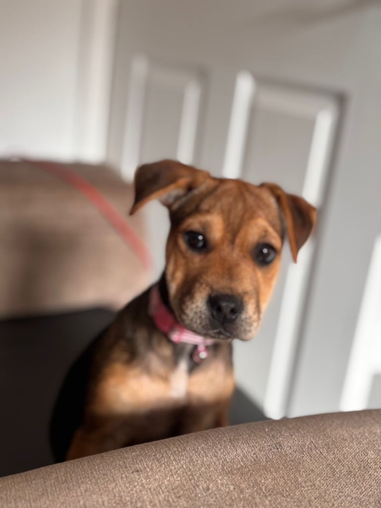 Puppy for sale Patterdale x Lakeland Terrier 