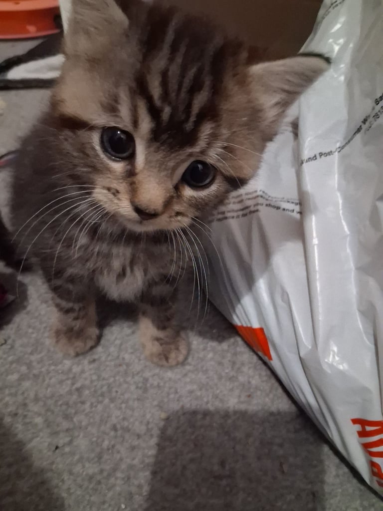 Kittens 