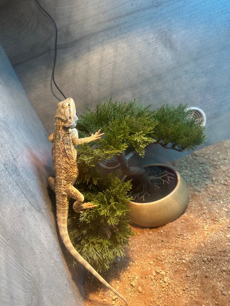 6 month male bearded dragon
