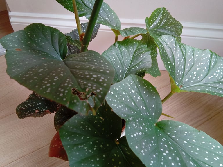 Begonia house plant