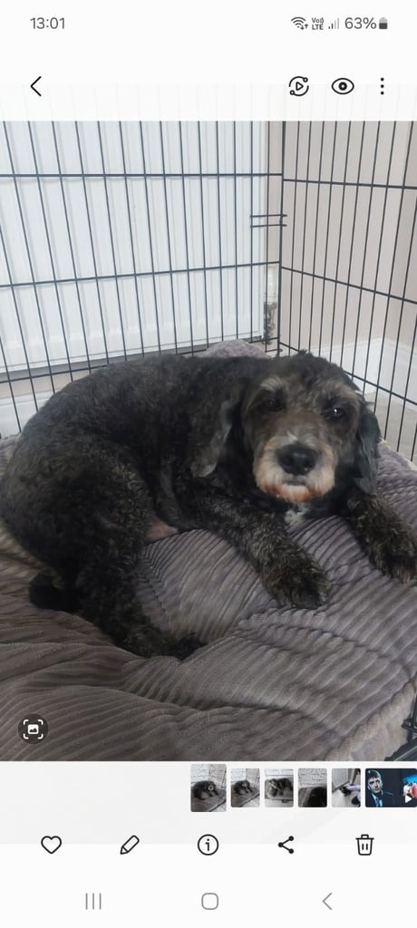 Cockapoo