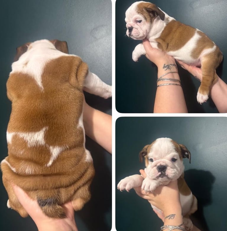 British bulldog puppies 