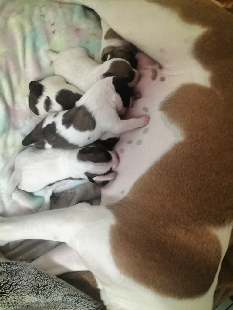 Cute litter of puppys 