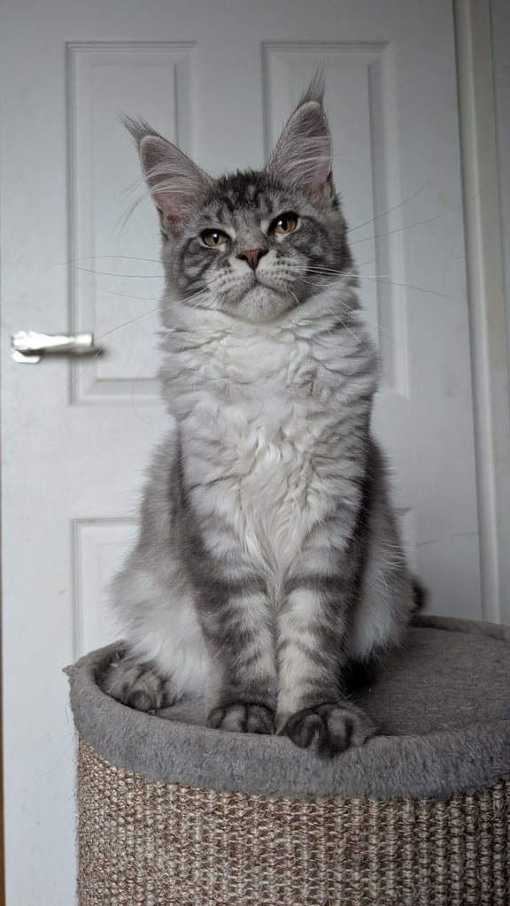 Registered, pure pedigree Maine coon girl