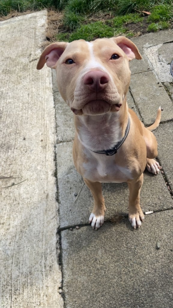 Dexter