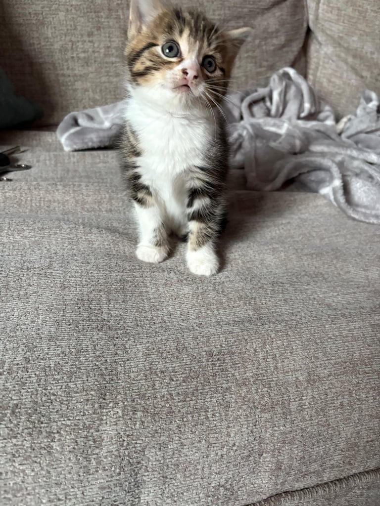 Kittens for sale 