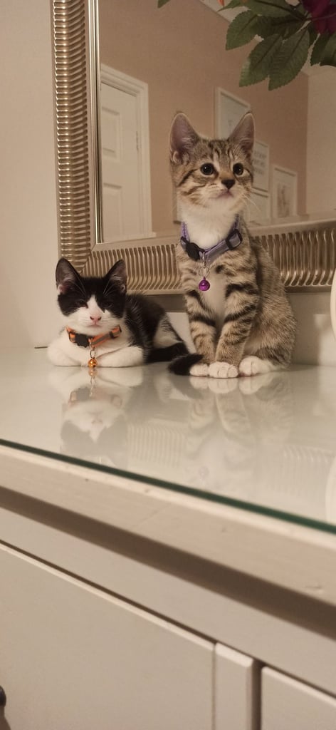 Adorable kittens in London(SE18)😻❤️😻