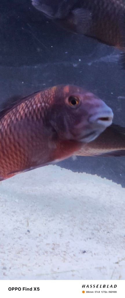 Tropheus Moorii X10 £150 must go together 