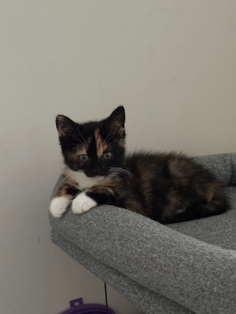4 adorable kitties for sale