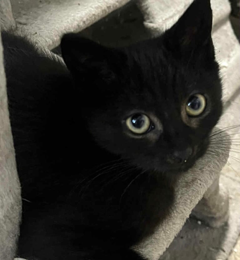 Cats for sale 