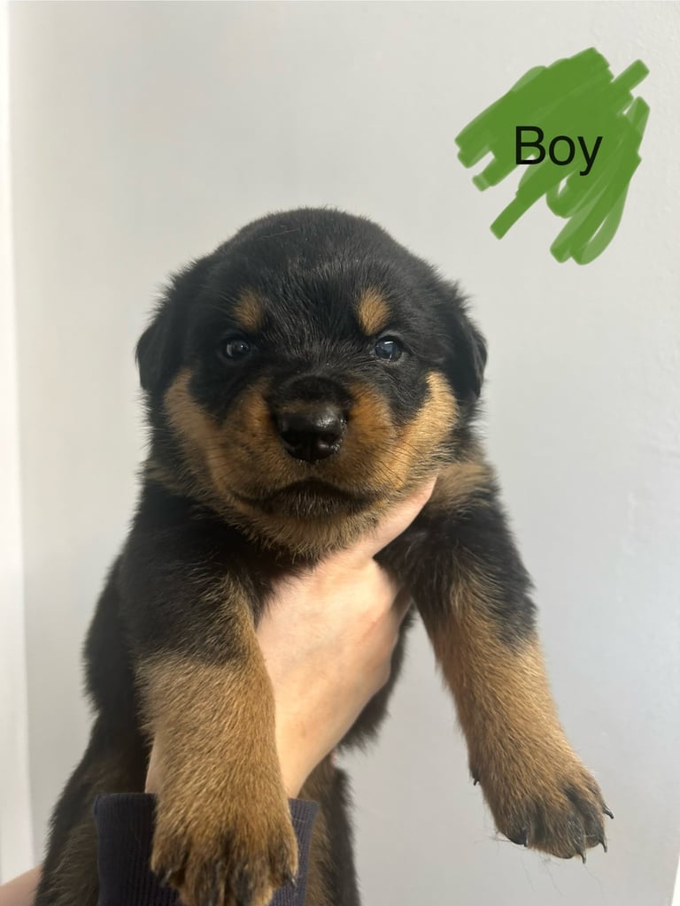 8 Rottweiler pups-4 LEFT!!