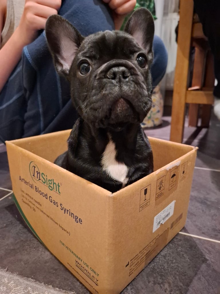 Two adorable French bulldog puppies looking for a new home! 🐶🐾