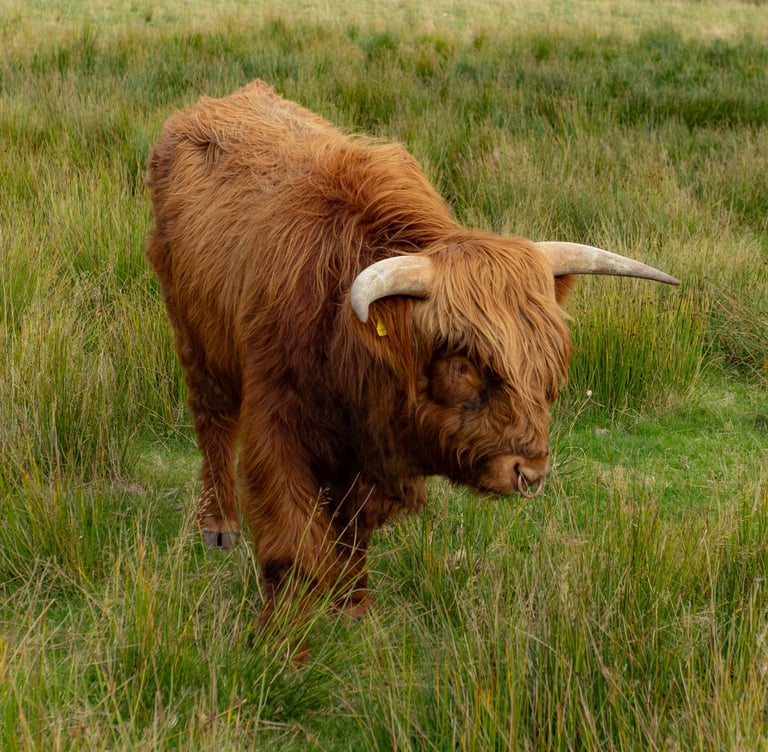 image for Looking for rental property within 40 minutes of Lochgilphead 