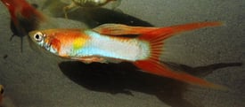 guppies true breeding pairs double sword and short tail (no tank)