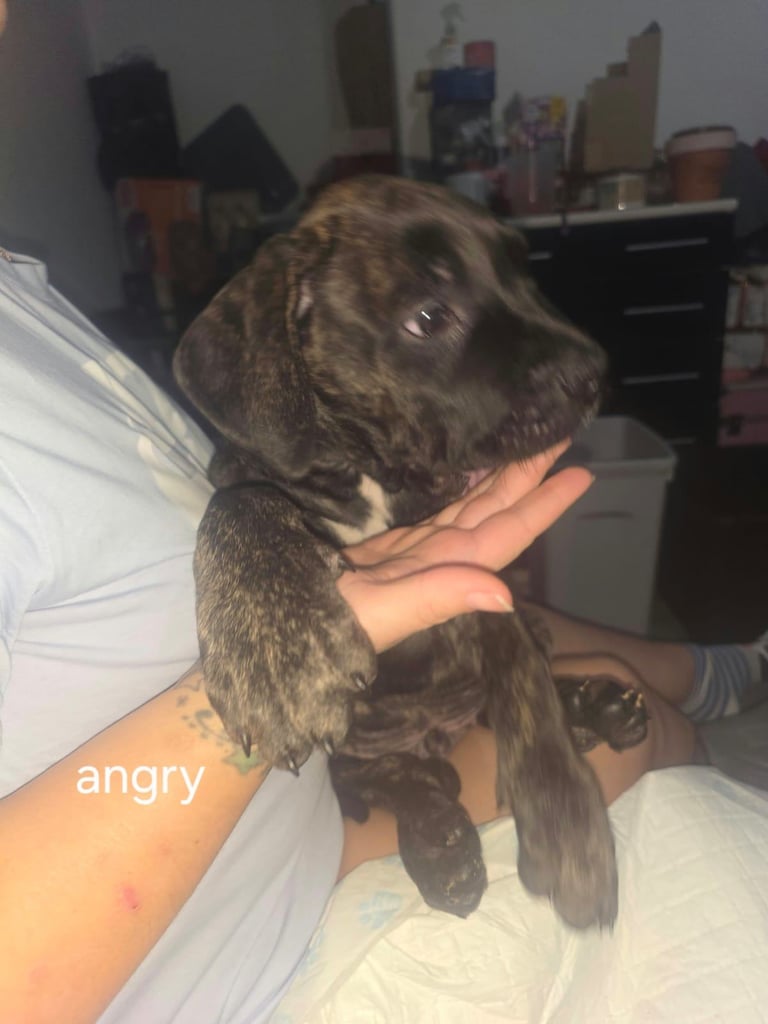 Pure presa Canario, 2years 6month old