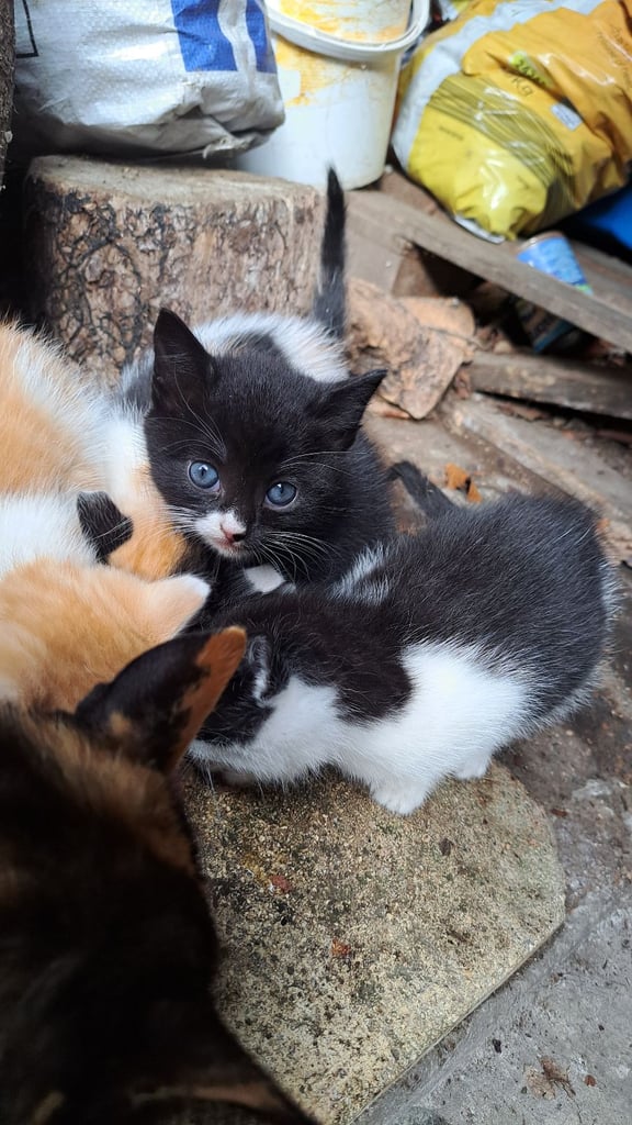 Beautiful farm kittens ready now