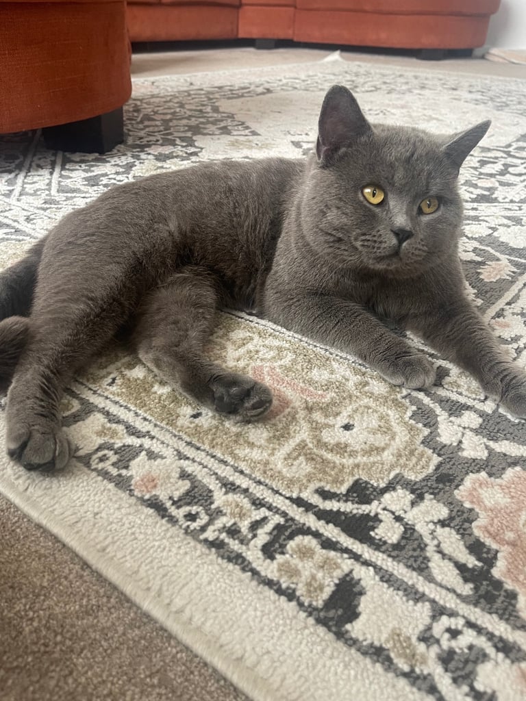 2 year old male British Shorthair