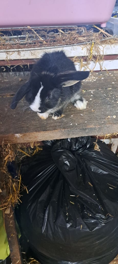 Baby mini lop bunnies 