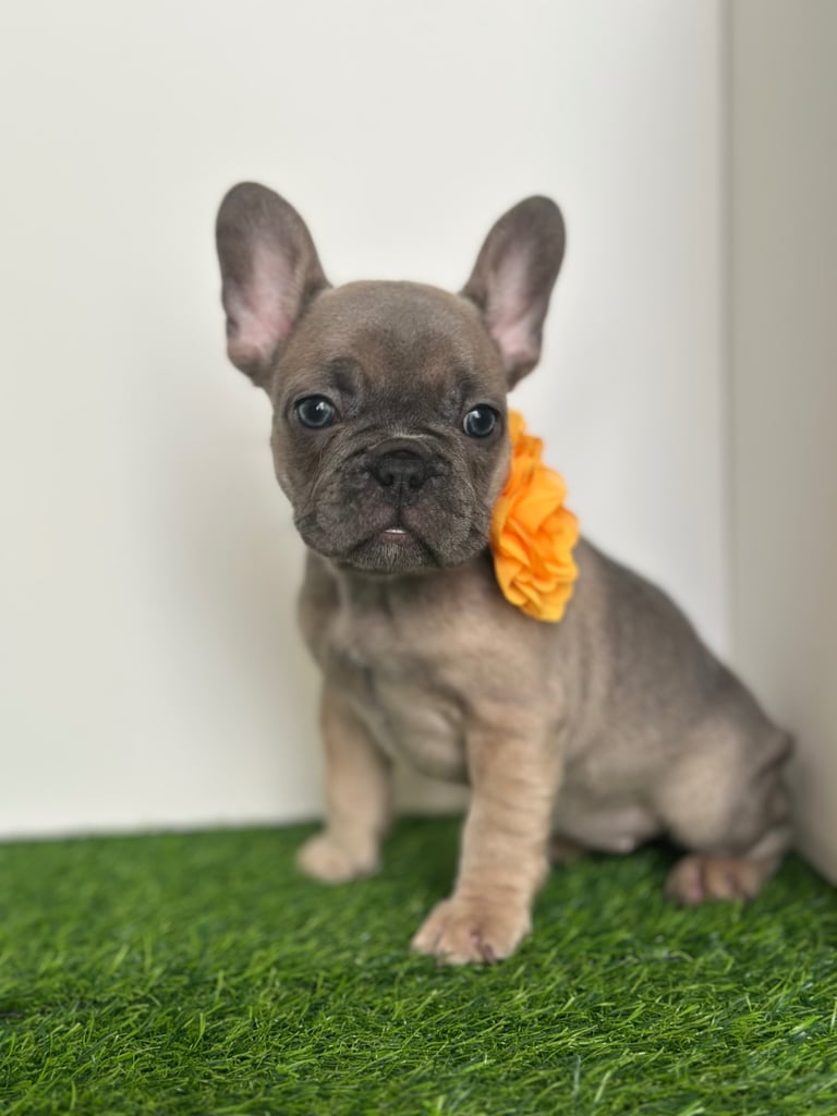 5 French bulldog puppies 