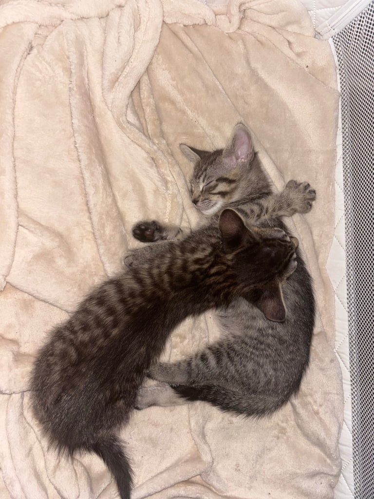 Tabby kittens 