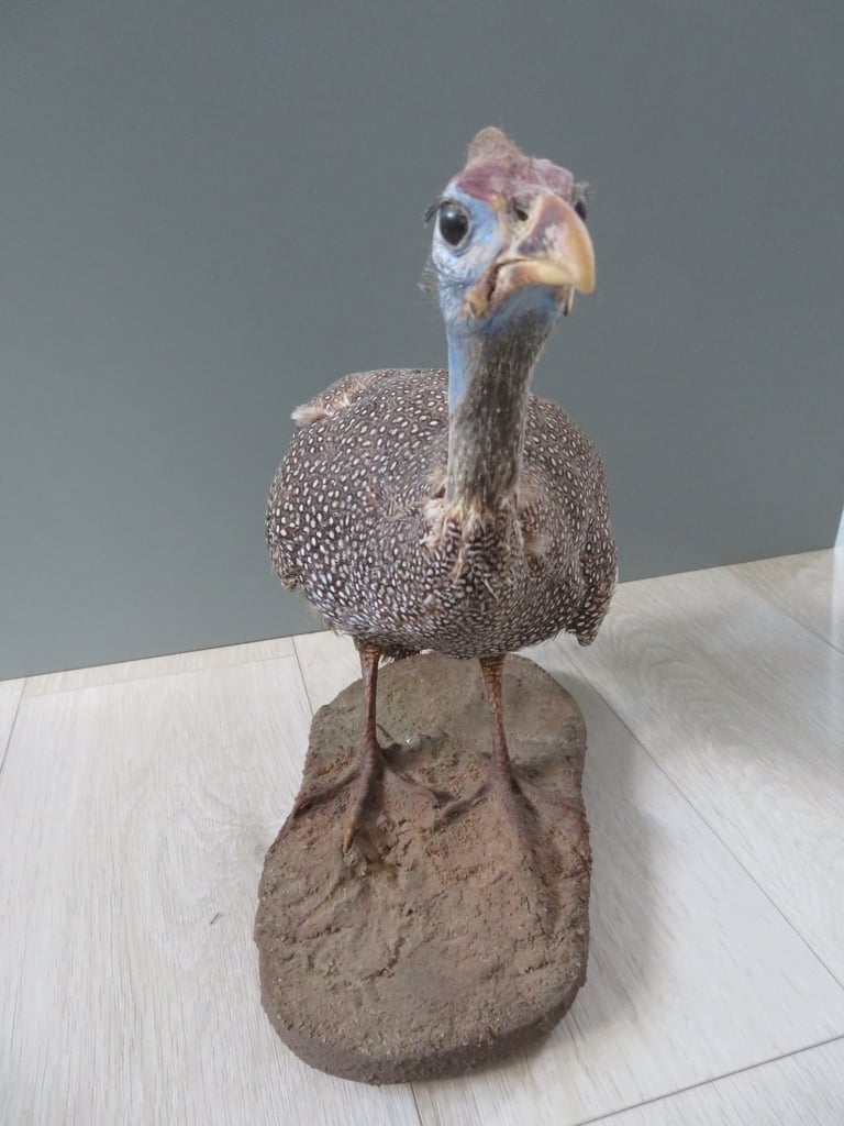 South African Guinea Fowl
