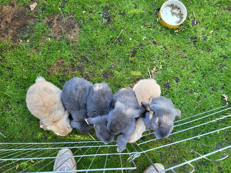 Giant Lop Eared Rabbits 
