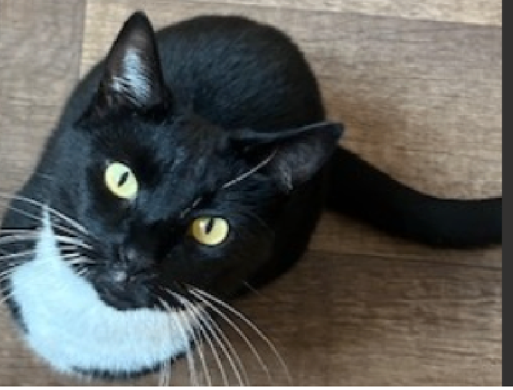 Adorable Cat to be Rehomed 