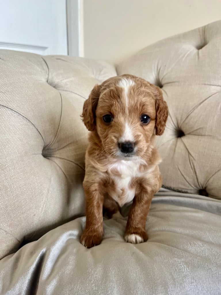 Beautiful Cavapoochon Puppies